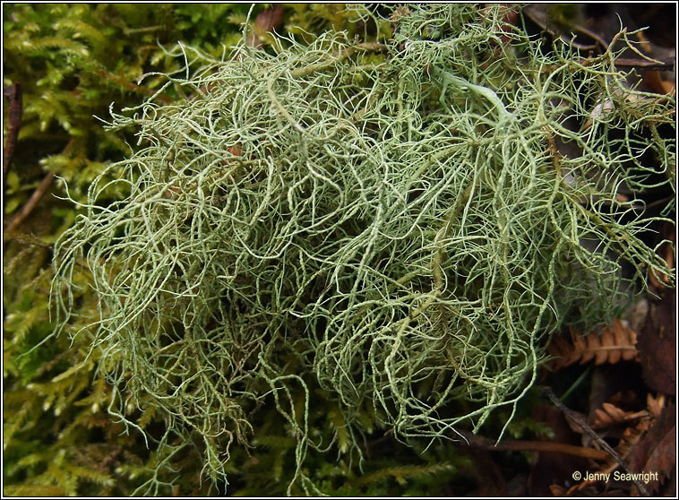 Usnea wasmuthii