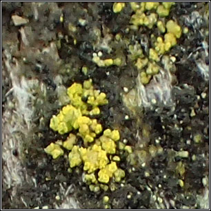 Candelariella reflexa