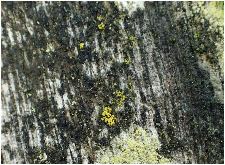 Candelariella reflexa