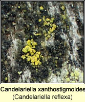 Candelariella reflexa