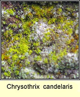 Chrysothrix  candelaris