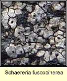 Schaereria fuscocinerea