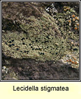 Lecidella stigmatea