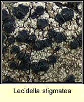 Lecidella stigmatea