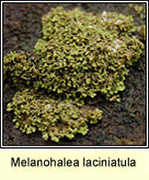 Melanohalea laciniatula