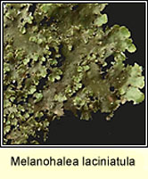 Melanohalea laciniatula