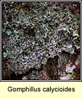 Gomphillus calycioides