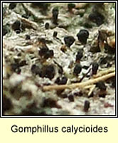 Gomphillus calycioides
