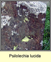 Psilolechia lucida