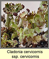 Cladonia cervicornis ssp cervicornis