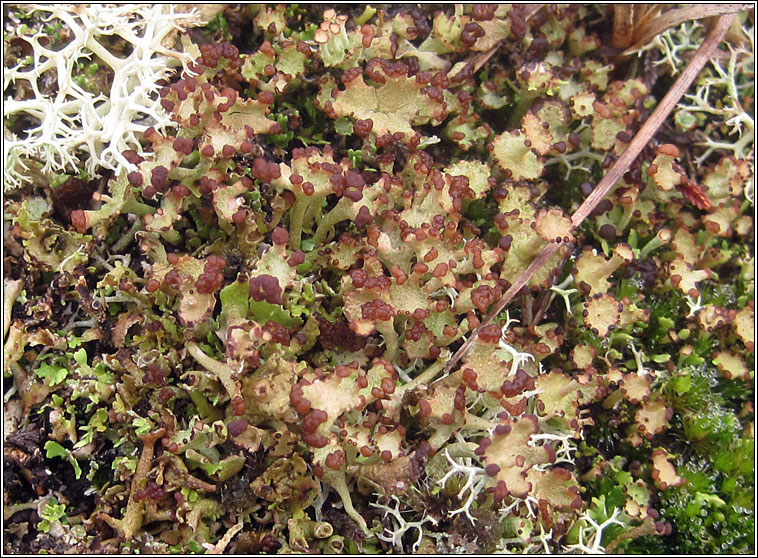Cladonia cervicornis ssp cervicornis