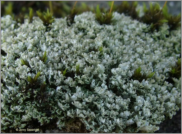 Cladonia cervicornis ssp cervicornis