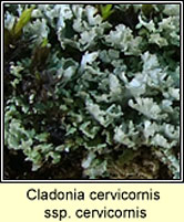 Cladonia cervicornis ssp cervicornis