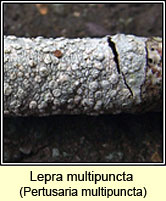 Pertusaria multipuncta