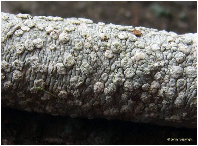 Pertusaria multipuncta