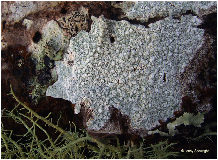 Pertusaria multipuncta