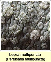 Lepra multipuncta, Pertusaria multipuncta