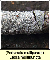 Pertusaria multipuncta