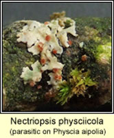 Nectriopsis physciicola