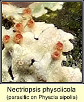 Nectriopsis physciicola