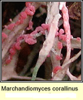 Marchandiomyces corallinus