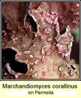 Marchandiomyces corallinus