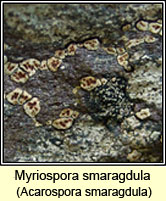 Myriospora smaragdula, Acarospora smaragdula