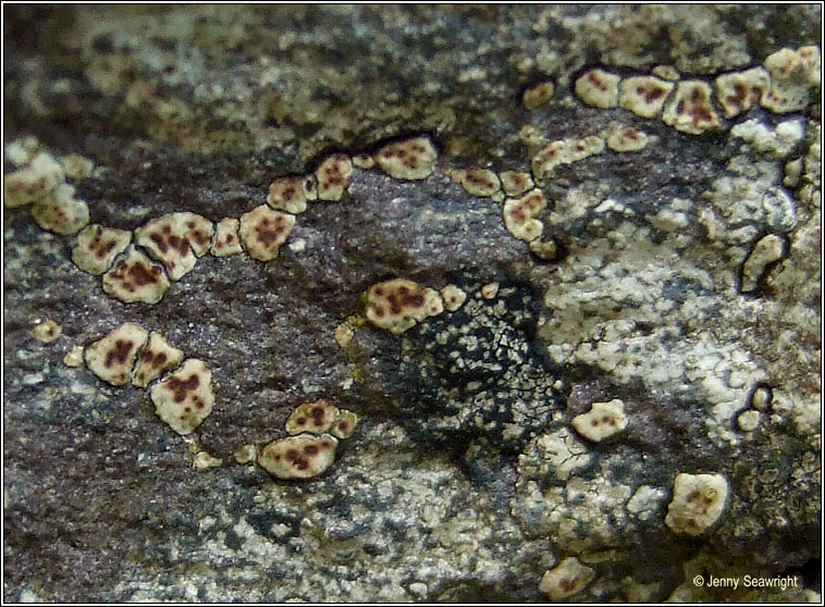 Acarospora smaragdula