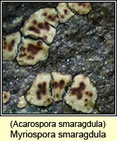 Acarospora smaragdula