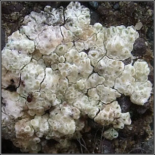 Lecanora albescens