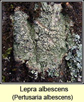 Pertusaria albescens