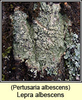 Lepra albescens, Pertusaria albescens