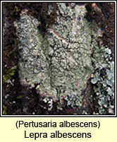 Pertusaria albescens