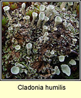 Cladonia humilis