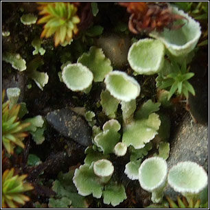 Cladonia humilis