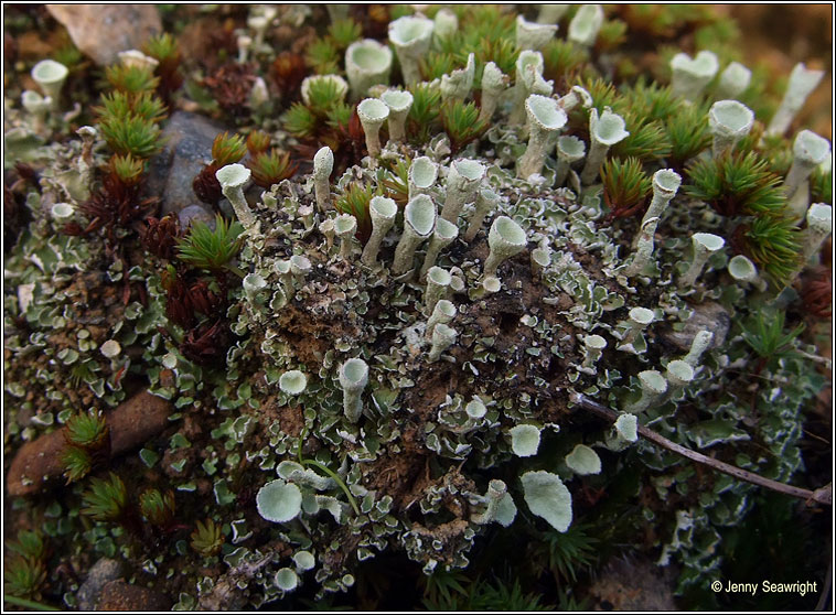 Cladonia humilis