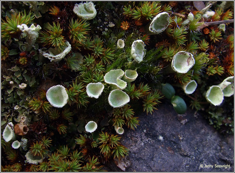 Cladonia humilis