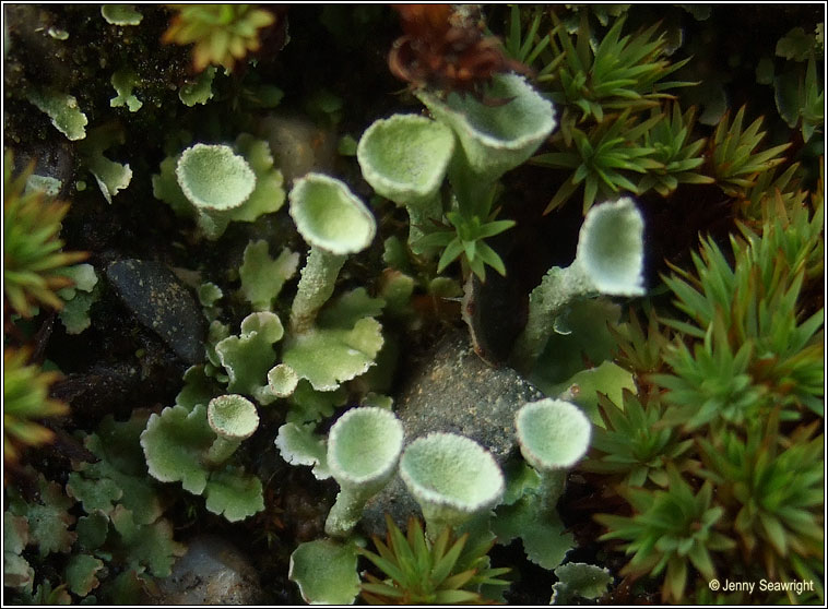 Cladonia humilis