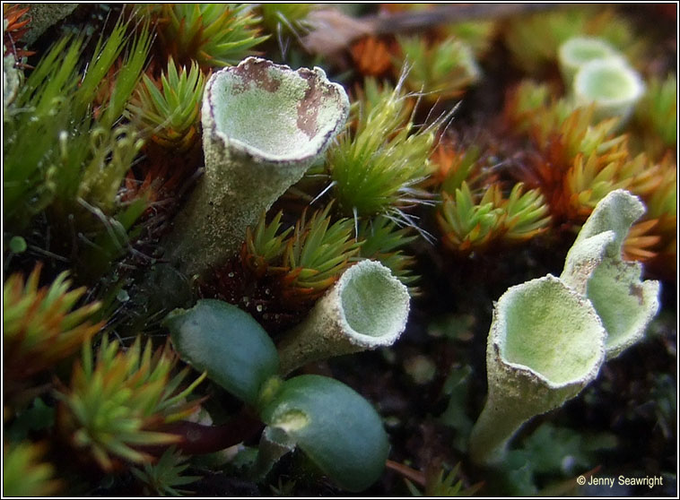 Cladonia humilis