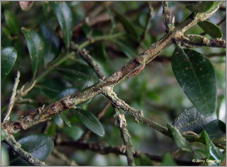 Bacidia delicata