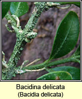 Bacidina delicata, Bacidia delicata