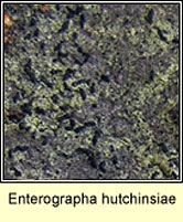 Enterographa hutchinsiae