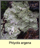 Phlyctis argena