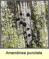 Amandinea punctata