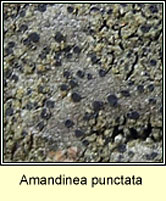 Amandinea punctata