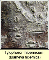 Tylophoron hibernicum, Blarneya hibernica