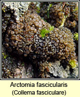 Arctomia fascicularis, Collema fasciculare