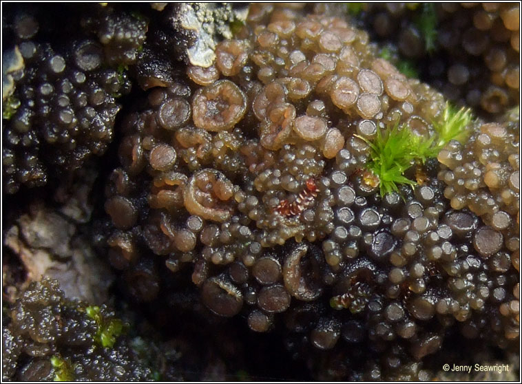 Collema fasciculare