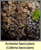 Collema fasciculare