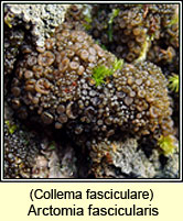 Arctomia fascicularis, Collema fasciculare